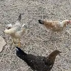 دجاج للبيع
