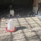 صيصان مشكله