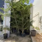 اشجار ترمناليا احجام كبير للجملة فقط