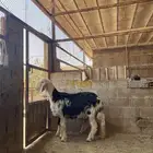 تم البيع الله يبارك للمشتري