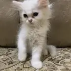 قطه تبنى