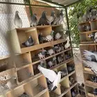حمام زاجل خطين انتاج