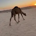 قعود وبكره العمر 10 شهور و فيها