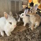 أرانب للبيع خاليه الأمراض