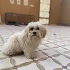 كلب للبيع عمره 5 اشهر