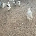 براهما