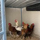 ديكه بكستاني