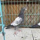 حمام باكستاني. تم البيع