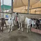 مشروع فحل تيس هولندي