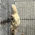 عندي 13 سنجاب أبغى ابيعها