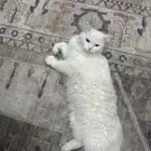 بس للتبني العمر 7سنوات