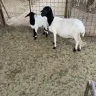 شاة بربري