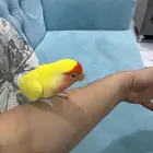 روز اليف جدا