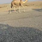 بكره مفروده طيبه مقنووي