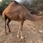 ناقه حايل للبيع