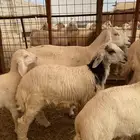 طلي نظيف لباني من حلالي