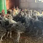 صوص فيومي شبابي دم صافي