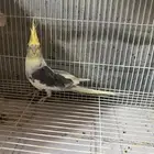 كروان ذكر للبيع