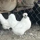 دجاج كويتي ابيض رجل وعرف اسود
