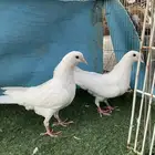 حمام