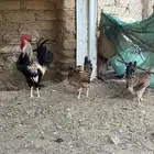 دجاج بلدي
