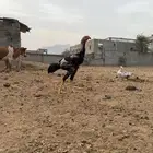 ديك باكستاني