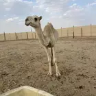 بكره سنها حقه تماميه كفو الي يا بي فيديو يتواصل وتساب
