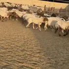 غنم نعيم