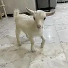 الماعز القزم