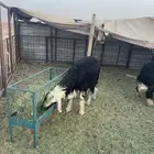 طلي نجدي فل