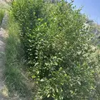 للبيع   شتل ليمون وليم متوفر كميه جاهز