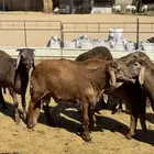 سواكن حمري