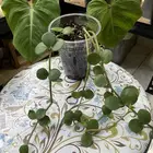 نباتات طبيعية