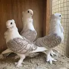 جوز حب رمان