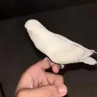 بغبغاء الروز البينو نادر و هدد دخالي