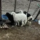 طليان للبيع