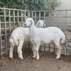 ثنين طليان حريه للبيع
