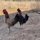 ديوك بلدي شرط عمارهن شهرين