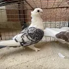 حمام حب الرمان