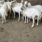 ضان مهجه صمع تم البيع