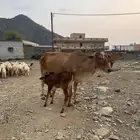 بقره منتوجه ام ثاني