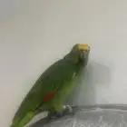 ببغاء امازون