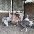 دجاج رومي منتج بياض