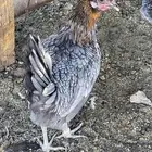 دجاجة سبرايت