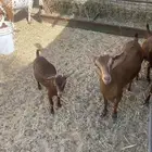 ماعز جنوبي او عماني