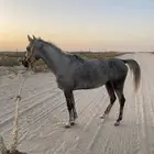 حصان