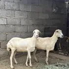 2 ضان مقاني