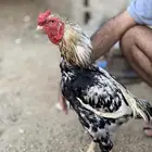 ديك باكستاني