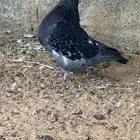 ذكر تكسن فاخر