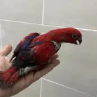 فروخ رد لوري